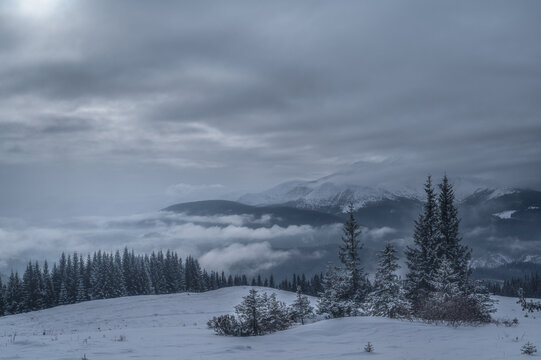 Monochrome winter landscape with snowy forest