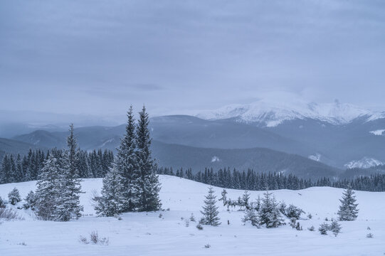 Monochrome winter landscape with snowy forest