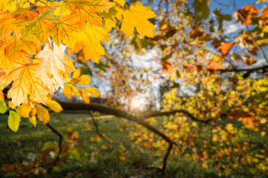 Closeup autumn leaves on tree with sun