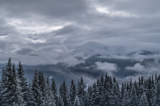 Monochrome winter landscape with snowy forest