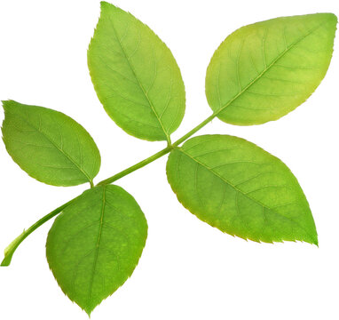 Beautiful Leaf for Rose flower focus stacking close up isolated