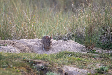 Obraz premium Wild rabbits digging burrows in sand dunes on Quiberon Peninsula, Brittany, France, in this protected coastal habitat with natural seaside grasslands