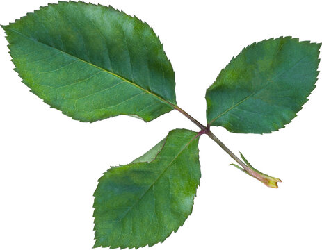 Beautiful Leaf for Rose flower focus stacking close up isolated