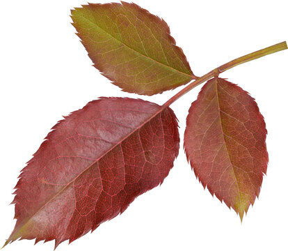 Beautiful Leaf for Rose flower focus stacking close up isolated