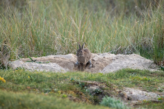 Wild rabbits digging burrows in sand dunes on Quiberon Peninsula, Brittany, France, in this protected coastal habitat with natural seaside grasslands