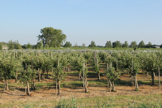 an orchard with apple trees and hail nets above the trees in the dutch countryside in summer