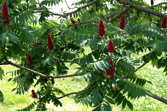 Staghorn Sumac Tree with Vibrant Red Fruit Clusters in Summer