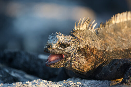 Galapagos Marine Iguana