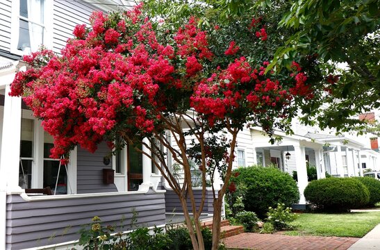 Red crepe myrtle on residential block