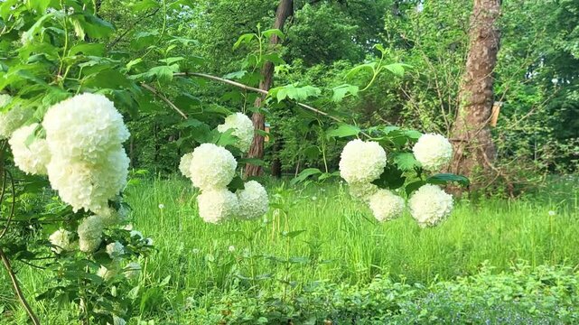 Beautiful Viburnum opulus flowers swaying gently in a serene spring forest meadow.
