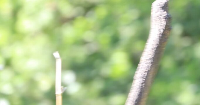 Female white-faced saki monkey perched on a branch looking around and jumping
