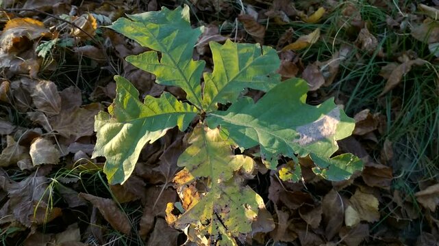 A young oak sapling with green leaves, illuminated by warm sunlight. The sapling stands out against a backdrop of fallen autumn leaves and grass, symbolizing life and nature's renewal.