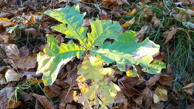 A young oak sapling with green leaves, illuminated by warm sunlight. The sapling stands out against a backdrop of fallen autumn leaves and grass, symbolizing life and nature's renewal.