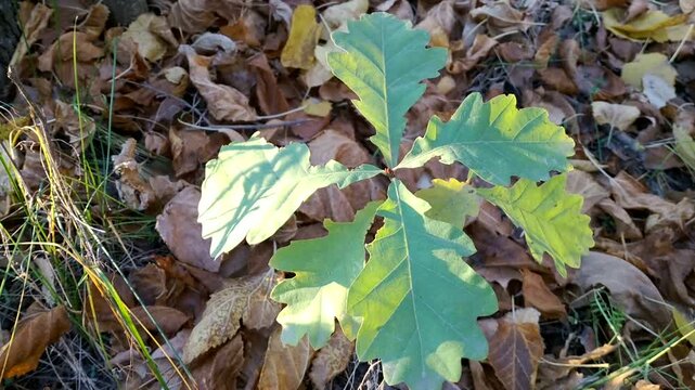 A young oak sapling with green leaves, illuminated by warm sunlight. The sapling stands out against a backdrop of fallen autumn leaves and grass, symbolizing life and nature's renewal.