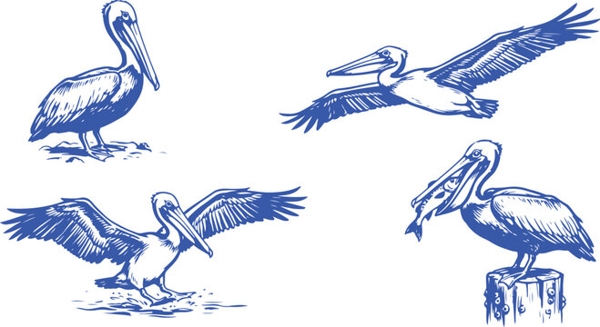 Hand Drawn Vintage Pelican Collection Engraving Style Coastal Seabird Vector Illustration Set.