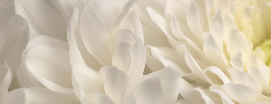 Smoke close-up selective soft focus cream white beige chrysanthemums, chamomile, aster Flower bud Petals. Natural macro blur background