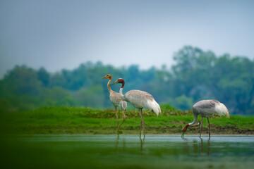 Fototapeta premium A family of Sarus Cranes, including an adult pair and a juvenile, forages in a wetland at Keoladeo National Park, Rajasthan, showcasing natural parental care and wildlife behavior.