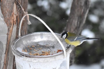 Great tit on a feeder in winter season in the park © Stan