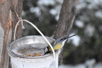 Great tit on a feeder in winter season in the park © Stan