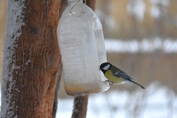 Great tit on a feeder in winter season in the park © Stan