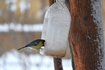 Great tit on a feeder in winter season in the park © Stan