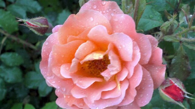Close-up of a pink rose bloom with raindrops on its petals and surrounding buds, gently moving in the garden after rainfall