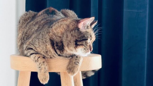 Gorgeous advertising tabby cat posing on expensive oak wood stool near blue velvet curtain. Luxury commercial pet model lifestyle, elite handmade timber furniture, cozy clean interior decoration.