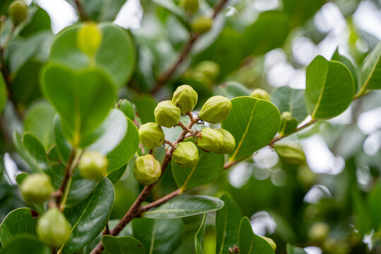 Developing fruits of the icaco tree Chrysobalanus icaco with green white and pink coloring hanging from branches. Tropical fruit also known as cocoplum or paradise plum. hicaco, jicaco, ciruela paloma