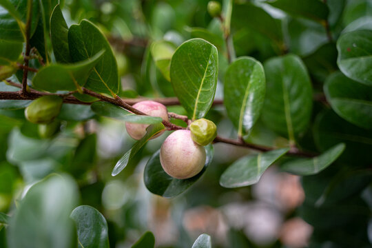 Developing fruits of the icaco tree Chrysobalanus icaco with green white and pink coloring hanging from branches. Tropical fruit also known as cocoplum or paradise plum. hicaco, jicaco, ciruela paloma