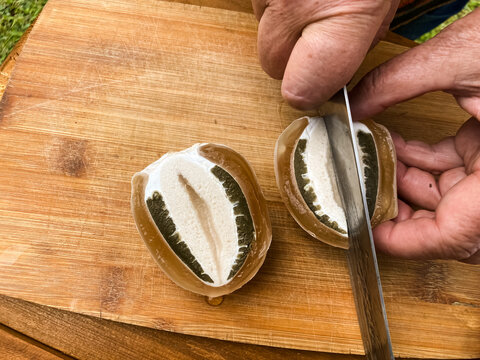 Phallus impudicus, known as the common stinkhorn cut into pieces close-up. Ripe mushroom, the immature fruiting body ("egg") of this mushroom, this egg is edible and used for medicinal purposes.