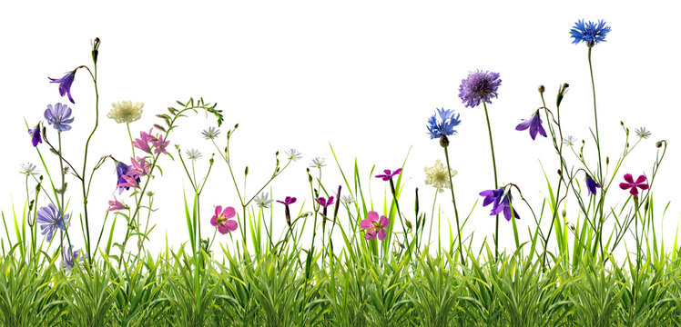Many wild flowers in summer green grass isolated on transperent
