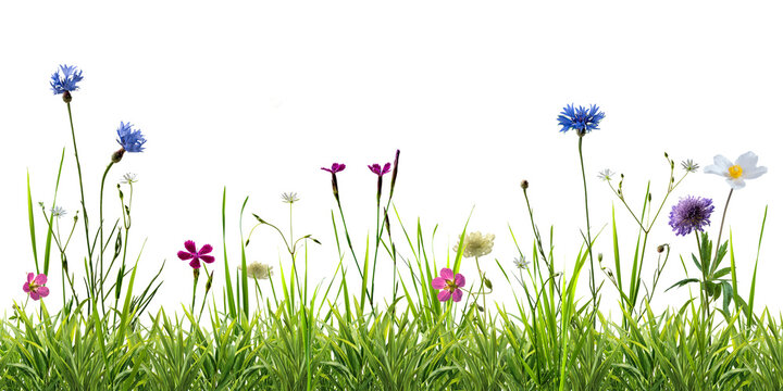Many wild flowers in summer green grass isolated on transperent