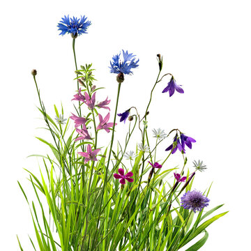 Many wild flowers in summer green grass isolated on transperent