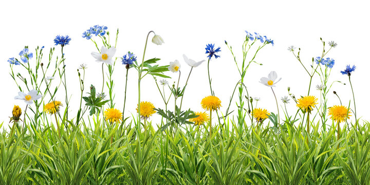 Many wild flowers in summer green grass isolated on transperent