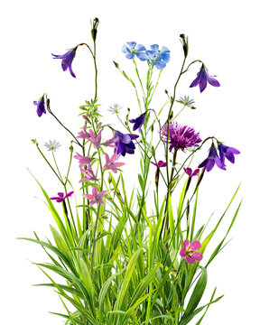 Many wild flowers in summer green grass isolated on transperent