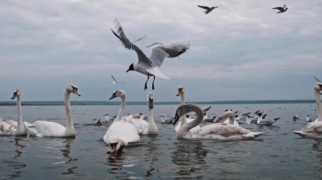 White swans and gray seagulls congregate on a large lake in slow motion filmed at 240fps. Ripples spread through the water beneath a moody cloudy sky.