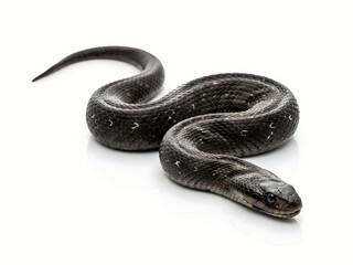 Obraz premium Black snake with yellow spots isolated on white background