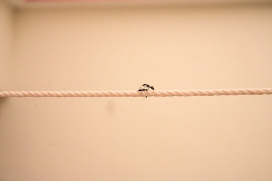 Black Ants Marching and Hanging Along a White Rope