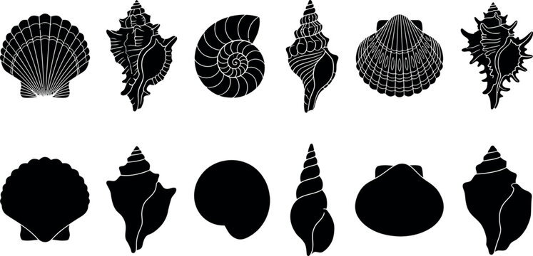 A collection of twelve distinct seashell silhouettes displayed in two rows featuring intricate details and solid black shapes against a clean transparent background backdrop