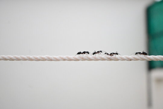 Black Ants Marching and Hanging Along a White Rope