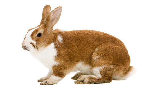 Brown and white rabbit sitting, isolated on transparent background