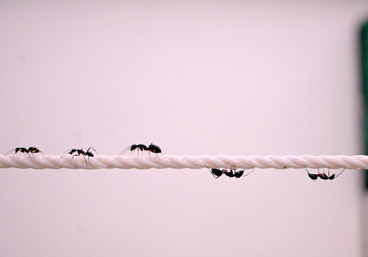 Black Ants Marching and Hanging Along a White Rope