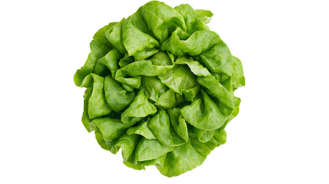 Fresh green butter lettuce head, healthy vegetable isolated on transparent background