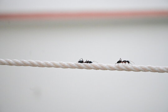 Black Ants Marching and Hanging Along a White Rope
