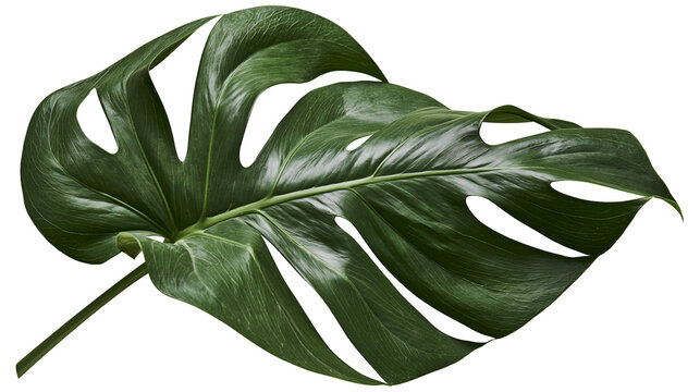 Large green monstera deliciosa leaf with fenestrations, isolated on transparent background