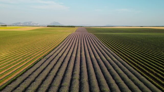 Cinematic drone flight above lavender rows stretching to the horizon in Valensole, France