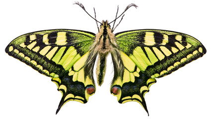 Yellow and black swallowtail butterfly with detailed wing patterns, isolated on transparent background © VSTOCK