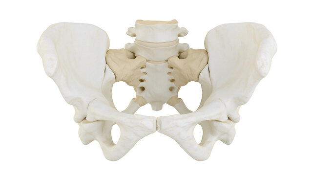 Human pelvis bone anatomy model, isolated on transparent background