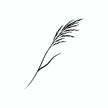 Black feather grass illustration, grassy plant silhouette, single stem vector, minimalist botanical art isolated on White Background