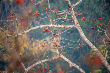 An endangered Capped Langur (Trachypithecus pileatus) feeding on vibrant red Silk Cotton Tree (Bombax ceiba) flowers in its natural forest habitat in Bangladesh. © Firoz